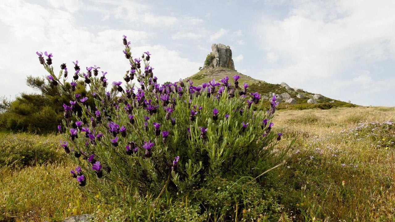 Villa Sangemi Àrbatax Dış mekan fotoğraf